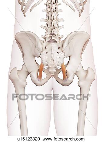 Human pelvic ligament View Large Photo Image Stock Image - Human pelvic ligament. Fotosearch
