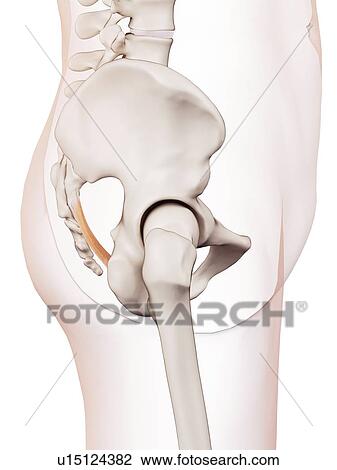 Human pelvic ligament View Large Photo Image Stock Image - Human pelvic ligament. Fotosearch