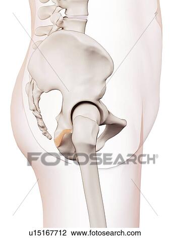 Human pelvic muscle View Large Photo Image Stock Image - Human pelvic muscle. Fotosearch