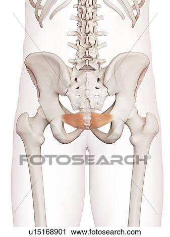Human pelvic muscle View Large Photo Image Stock Image - Human pelvic muscle. Fotosearch