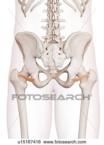 Stock Photograph - Human pelvic muscle. Fotosearch
