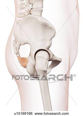 Human pelvic muscle View Large Photo Image Stock Photograph - Human pelvic muscle. Fotosearch