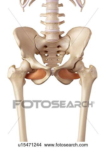 Human pelvic muscles View Large Photo Image Picture - Human pelvic muscles. Fotosearch