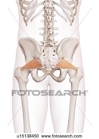 Human pelvic muscles View Large Photo Image Stock Image - Human pelvic muscles. Fotosearch