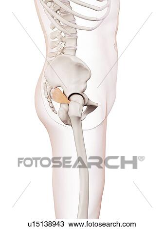 Human pelvic muscles View Large Photo Image Stock Image - Human pelvic muscles. Fotosearch