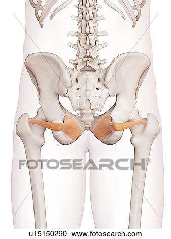 Human pelvic muscles View Large Photo Image Stock Image - Human pelvic muscles. Fotosearch