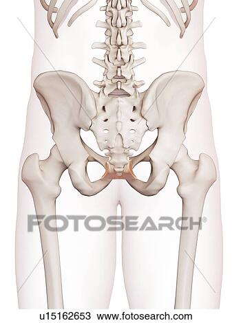 Human pelvic muscles View Large Photo Image Stock Image - Human pelvic muscles. Fotosearch
