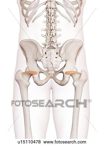 Human pelvic muscles View Large Photo Image Stock Photo - Human pelvic muscles. Fotosearch