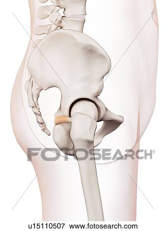 Human pelvic muscles View Large Photo Image Stock Photo - Human pelvic muscles. Fotosearch