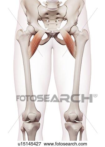 Stock Photo - Human pelvic muscles. Fotosearch