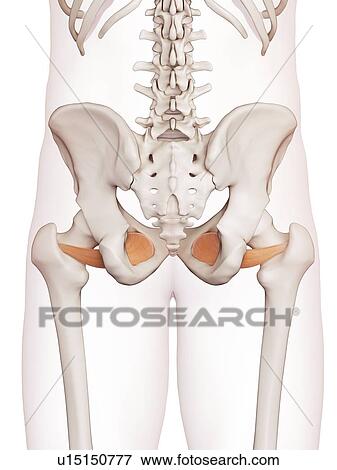 Human pelvic muscles View Large Photo Image Stock Photo - Human pelvic muscles. Fotosearch