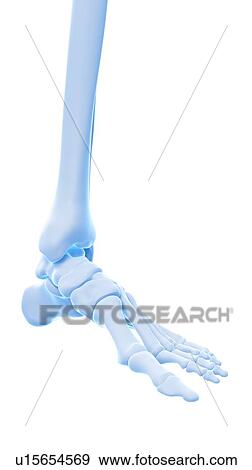 Human pelvic muscles View Large Photo Image Stock Photo - Human pelvic muscles. Fotosearch