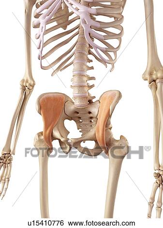Stock Photograph - Human pelvic muscles. Fotosearch