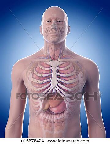 Human pelvis View Large Photo Image Picture - Human pelvis. Fotosearch