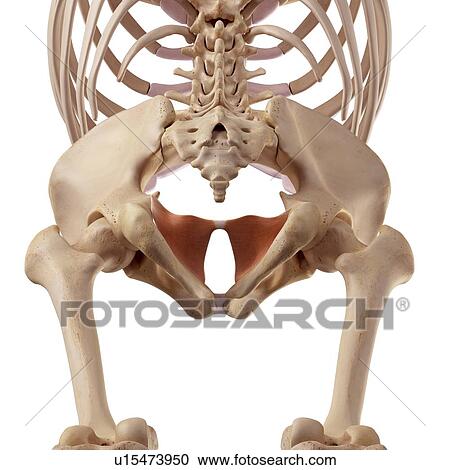 Human pelvis View Large Photo Image Stock Image - Human pelvis. Fotosearch