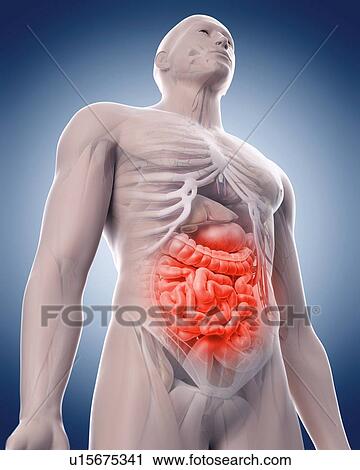 Human pelvis View Large Photo Image Stock Image - Human pelvis. Fotosearch