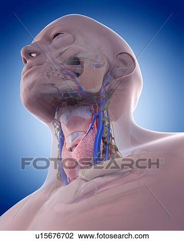 Human pelvis View Large Photo Image Stock Image - Human pelvis. Fotosearch