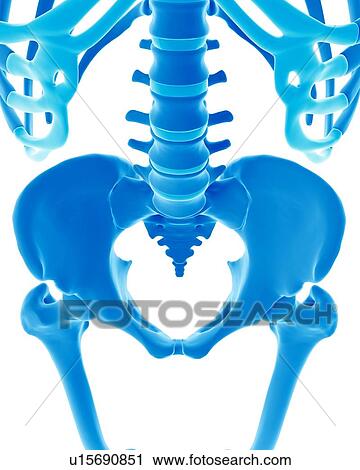 Stock Image - Human pelvis. Fotosearch