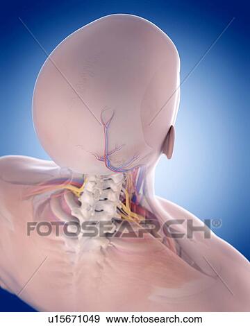 Stock Photo - Human pelvis. Fotosearch