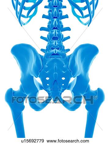 Stock Photo - Human pelvis. Fotosearch