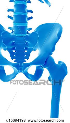 Stock Photo - Human pelvis. Fotosearch