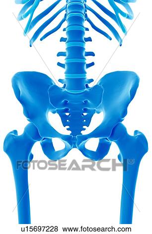 Stock Photo - Human pelvis. Fotosearch