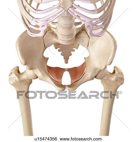 Human pelvis View Large Photo Image Stock Photograph - Human pelvis. Fotosearch