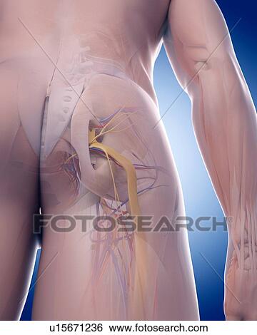 Stock Photograph - Human pelvis. Fotosearch