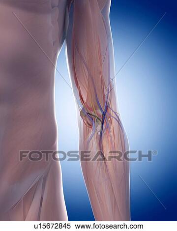 Stock Photography - Human pelvis. Fotosearch