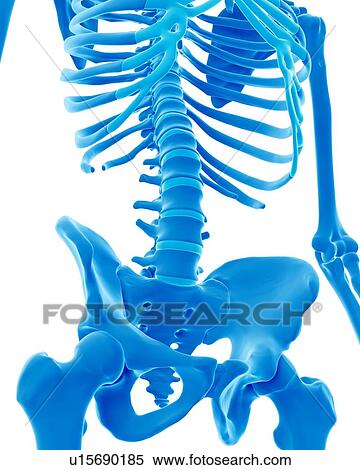 Stock Photography - Human pelvis. Fotosearch