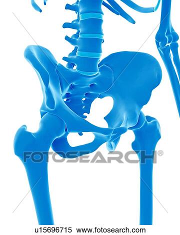 Stock Photography - Human pelvis. Fotosearch