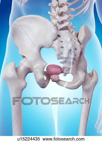 Human prostate View Large Photo Image Stock Photography - Human prostate. Fotosearch