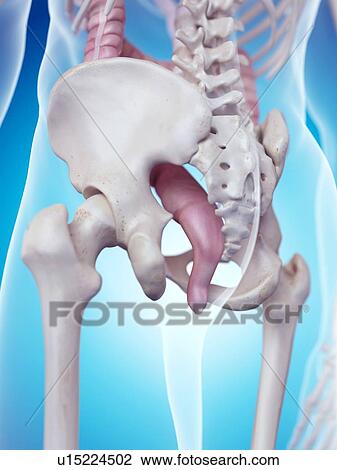 Human rectum View Large Photo Image Stock Image - Human rectum. Fotosearch