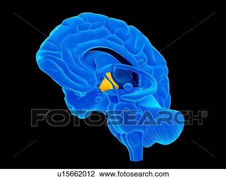 Stock Image - Human sciatic nerve. Fotosearch