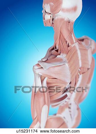 Picture - Human shoulder anatomy. Fotosearch