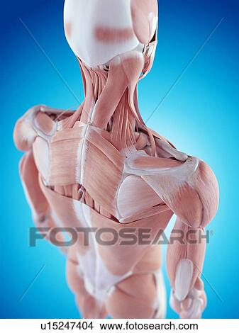 Human shoulder anatomy View Large Photo Image Picture - Human shoulder anatomy. Fotosearch