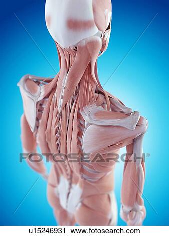 Human shoulder anatomy View Large Photo Image Stock Image - Human shoulder anatomy. Fotosearch