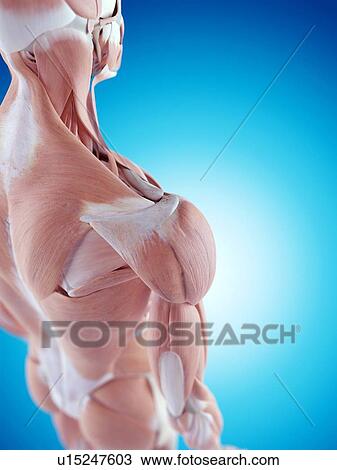 Stock Image - Human shoulder anatomy. Fotosearch