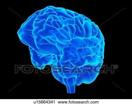 Stock Image - Human shoulder anatomy. Fotosearch