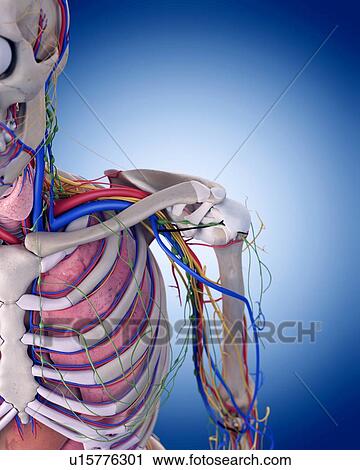 Stock Image - Human shoulder anatomy. Fotosearch
