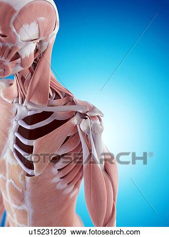 Stock Photo - Human shoulder anatomy. Fotosearch