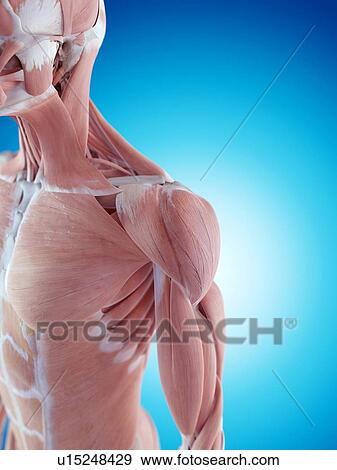 Stock Photo - Human shoulder anatomy. Fotosearch