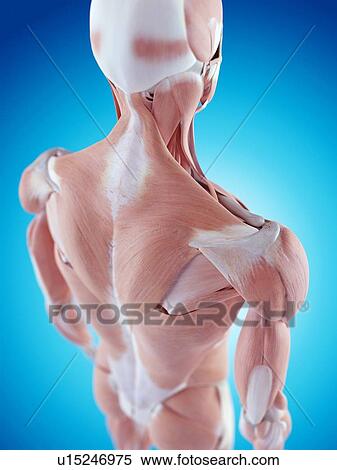 Human shoulder anatomy View Large Photo Image Stock Photography - Human shoulder anatomy. Fotosearch