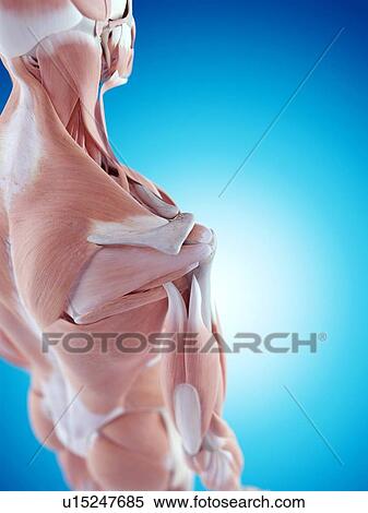 Human shoulder anatomy View Large Photo Image Stock Photography - Human shoulder anatomy. Fotosearch