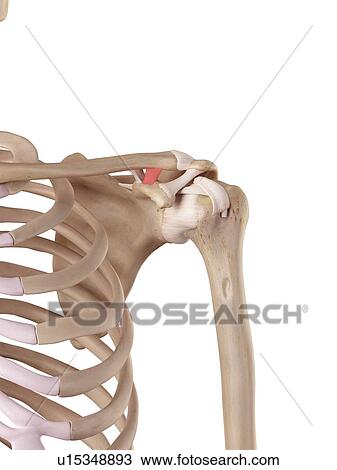 Human shoulder ligament View Large Photo Image Stock Image - Human shoulder ligament. Fotosearch
