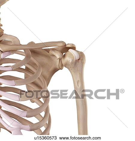 Human shoulder ligament View Large Photo Image Stock Image - Human shoulder ligament. Fotosearch