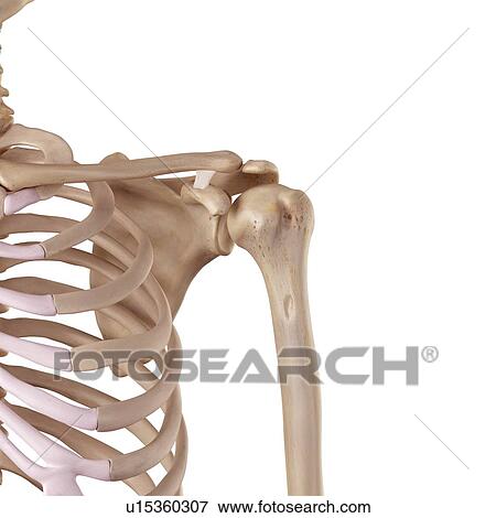 Stock Photo - Human shoulder ligament. Fotosearch