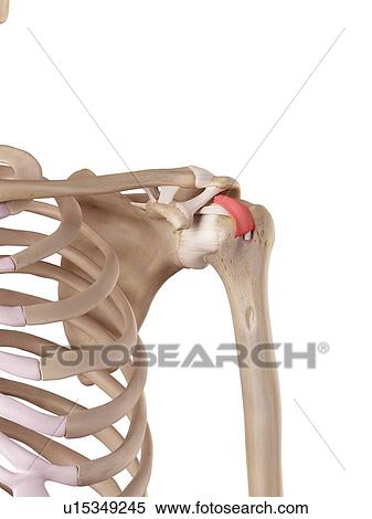 Human shoulder ligament View Large Photo Image Stock Photography - Human shoulder ligament. Fotosearch
