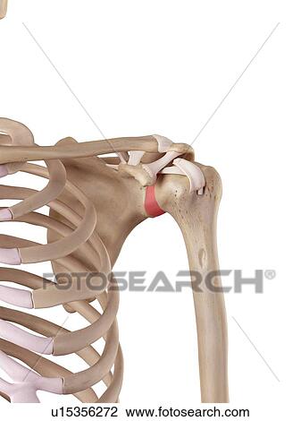 Human shoulder ligaments View Large Photo Image Stock Image - Human shoulder ligaments. Fotosearch