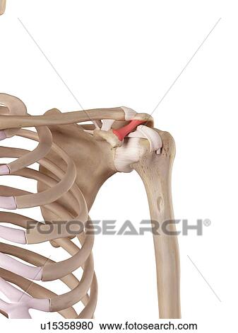 Stock Image - Human shoulder ligaments. Fotosearch
